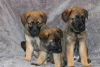 Photo №3. German Shepherd Puppies for adoption. Germany