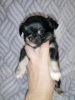 Photo №2 to announcement № 12732 for the sale of chihuahua - buy in Russian Federation private announcement, from nursery, breeder