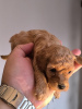 Photo №3. Apricot toy poodle. Serbia