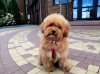 Photo №1. poodle (dwarf) - for sale in the city of Vilnius | negotiated | Announcement № 25085