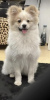 Photo №4. I will sell pomeranian in the city of Erfurt. private announcement - price - negotiated