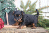 Photo №2 to announcement № 63822 for the sale of yorkshire terrier - buy in Germany 