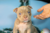 Additional photos: American bully