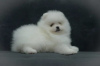 Photo №4. I will sell pomeranian in the city of Geneva. private announcement - price - 4124$