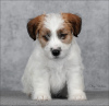 Photo №1. jack russell terrier - for sale in the city of St. Petersburg | 1207$ | Announcement № 9564