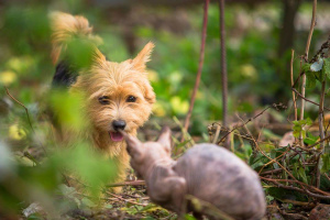 Photo №2 to announcement № 4474 for the sale of norwich terrier - buy in Russian Federation private announcement