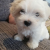 Photo №4. I will sell maltese dog in the city of Sinsheim.  - price - negotiated