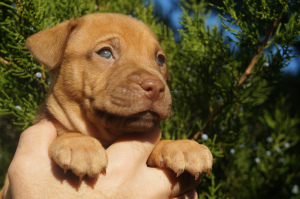 Photo №2 to announcement № 3879 for the sale of american pit bull terrier - buy in Ukraine breeder