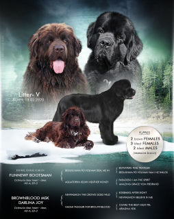 Photo №1. newfoundland dog - for sale in the city of St. Petersburg | negotiated | Announcement № 6047