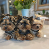 Photo №1. yorkshire terrier - for sale in the city of Wolfsburg | 211$ | Announcement № 115797