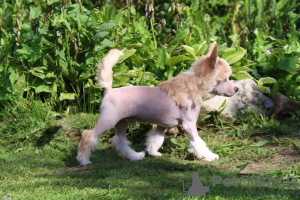 Photo №4. I will sell chinese crested dog in the city of Kirov. breeder - price - 1000$