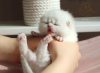 Photo №2 to announcement № 19297 for the sale of british shorthair - buy in Russian Federation from nursery