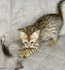 Photo №2 to announcement № 26096 for the sale of savannah cat - buy in Russian Federation from nursery