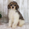 Photo №4. I will sell poodle (dwarf) in the city of Rio de Janeiro. private announcement - price - 200$