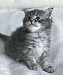 Photo №2 to announcement № 888 for the sale of maine coon - buy in Ukraine breeder