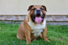 Photo №4. I will sell english bulldog in the city of Frampol. breeder - price - 1040$