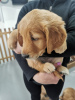 Photo №2 to announcement № 100319 for the sale of golden retriever - buy in United States private announcement
