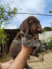 Photo №4. I will sell german wirehaired pointer in the city of Feodosia. breeder - price - 250$