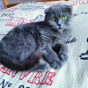 Photo №2 to announcement № 19289 for the sale of british shorthair - buy in Poland private announcement
