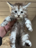 Photo №2 to announcement № 99494 for the sale of maine coon - buy in United States private announcement, from nursery, from the shelter