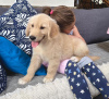 Photo №2 to announcement № 104088 for the sale of golden retriever - buy in Germany 