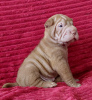 Photo №1. shar pei - for sale in the city of Krasnodar | negotiated | Announcement № 115414