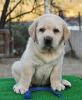 Photo №2 to announcement № 13127 for the sale of labrador retriever - buy in Russian Federation breeder