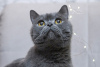 Photo №1. british shorthair - for sale in the city of Москва | Is free | Announcement № 98340