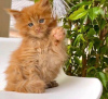 Photo №1. maine coon - for sale in the city of Barcelona | 317$ | Announcement № 126522