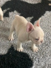 Photo №4. I will sell french bulldog in the city of Штутгарт. private announcement - price - 350$