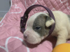 Photo №4. I will sell american bully in the city of Панчево. private announcement, from nursery, breeder - price - 2747$