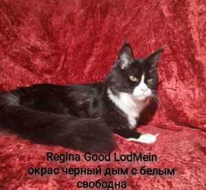 Photo №2 to announcement № 5248 for the sale of maine coon - buy in Russian Federation private announcement