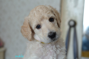 Additional photos: Great Poodle (white, black, silver)