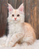 Photo №2 to announcement № 89832 for the sale of maine coon - buy in Australia private announcement