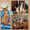 Additional photos: Abyssinian kittens