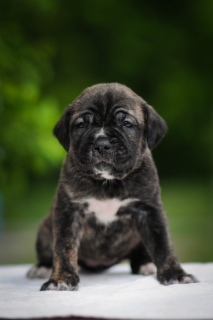 Photo №2 to announcement № 6587 for the sale of cane corso - buy in Ukraine private announcement, from nursery