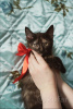 Photo №3. Wonderful young cat Chanel is looking for a home and a loving family!. Belarus