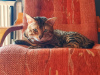 Photo №2 to announcement № 20584 for the sale of bengal cat - buy in Poland breeder