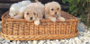 Photo №3. Poodle and Maltipoo puppies. Serbia