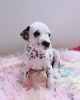 Photo №1. dalmatian dog - for sale in the city of London | 423$ | Announcement № 13482