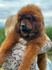 Photo №3. Tibetan Mastiff puppies. Serbia