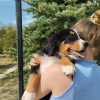 Additional photos: Bernese mountain dog puppies