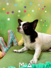 Photo №4. I will sell chihuahua in the city of New York. private announcement, from nursery - price - 400$