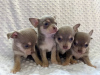 Photo №1. chihuahua - for sale in the city of Москва | 317$ | Announcement № 36516