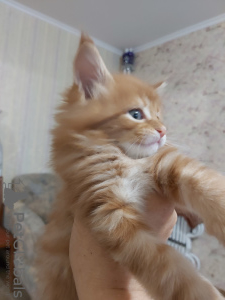 Photo №1. maine coon - for sale in the city of Dnipro | negotiated | Announcement № 7229