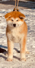 Additional photos: Japanese Akita Inu puppies