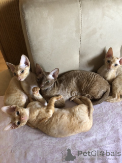 Photo №2 to announcement № 7389 for the sale of devon rex - buy in Ukraine private announcement