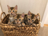 Photo №4. I will sell bengal cat in the city of Франкфурт-на-Майне. breeder - price - 317$
