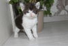 Photo №2 to announcement № 10942 for the sale of selkirk rex shorthair - buy in Russian Federation private announcement