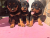 Photo №1. rottweiler - for sale in the city of Stockholm | negotiated | Announcement № 31810